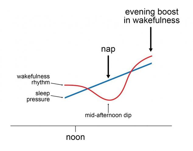 Feeling Like You Need A Nap After Lunch? Learn How To Beat It